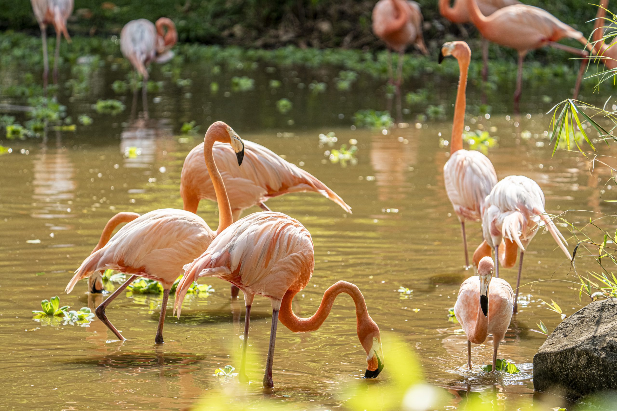 Vinpearl Safari Phu Quoc